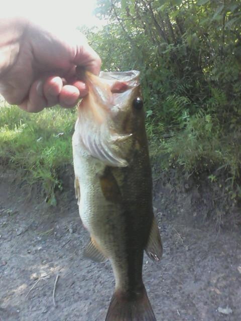 Bass in salem