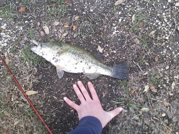 16.5" Bass