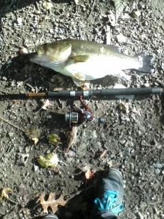 Lunker