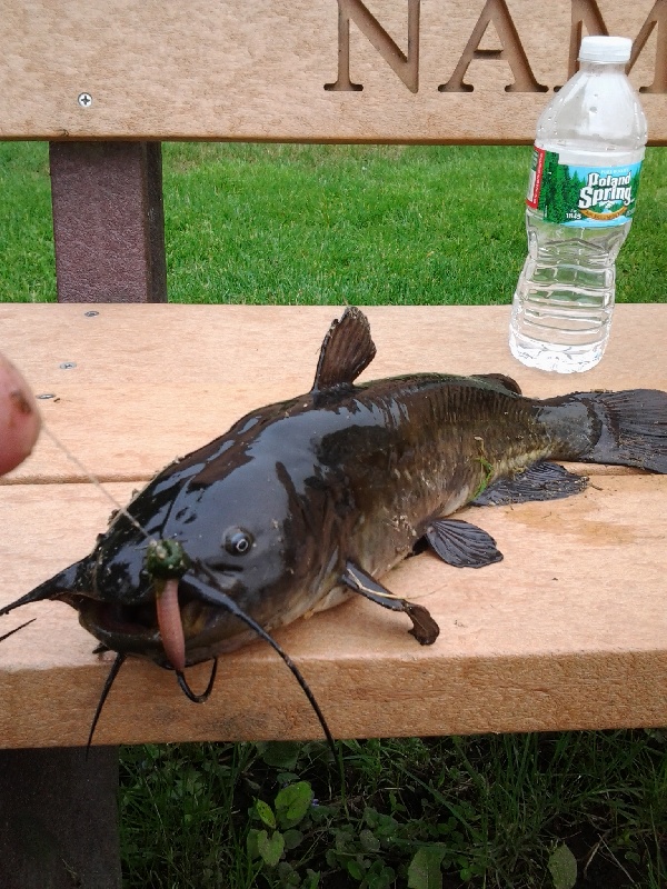 horned pout